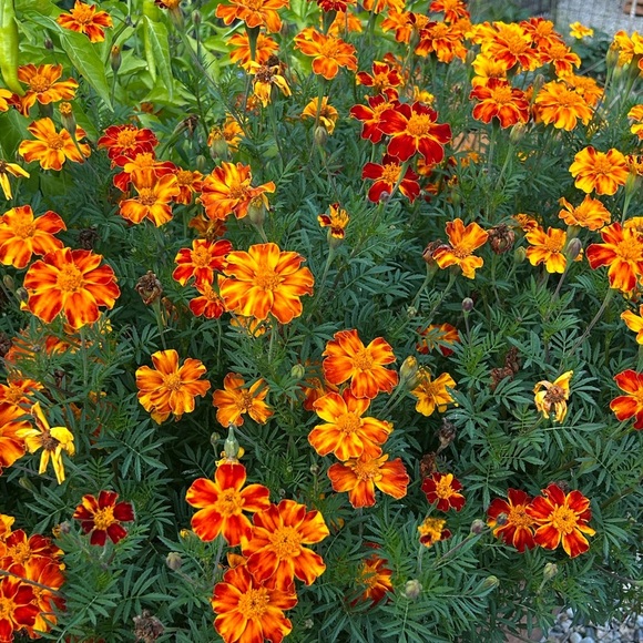 Vibrant Orange Marigold Seeds Mix - Picture 2 of 6
